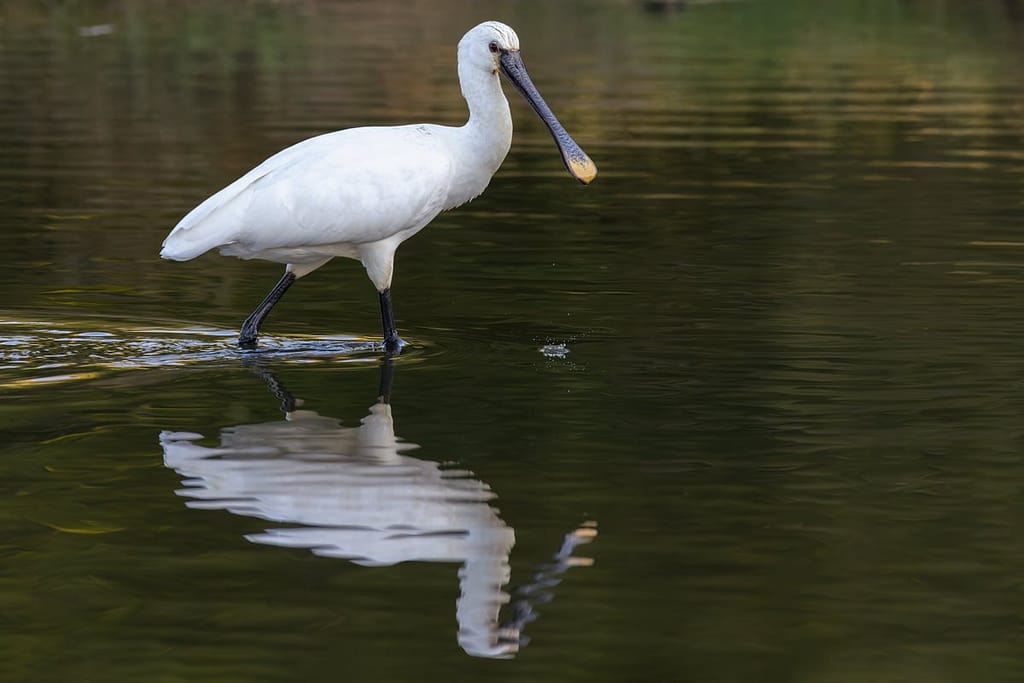 Platalea leucorodia, Lepelaar
