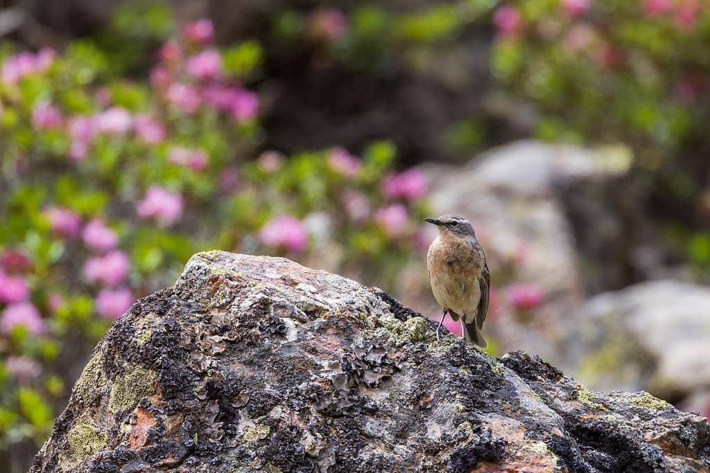 Oenanthe oenanthe, Tapuit