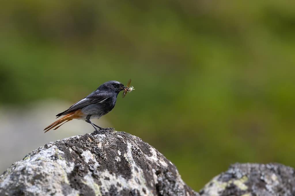 Phoenicurus ochruros, Zwarte roodstaart