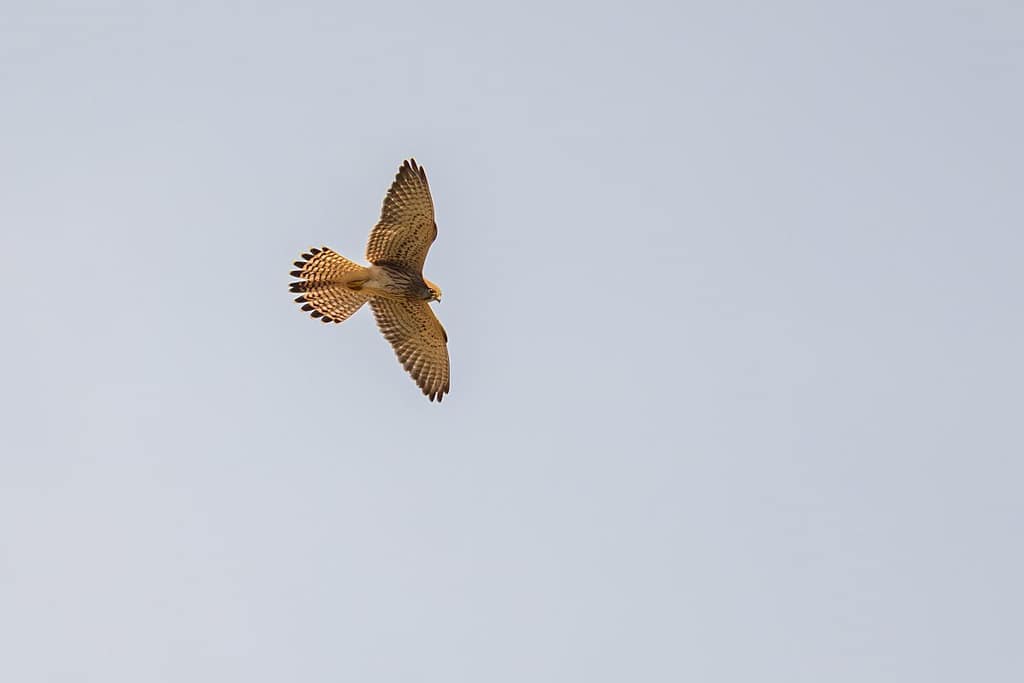 Falco tinnunculus, Torenvalk