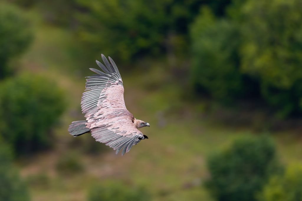 Gyps fulvus, Vale gier