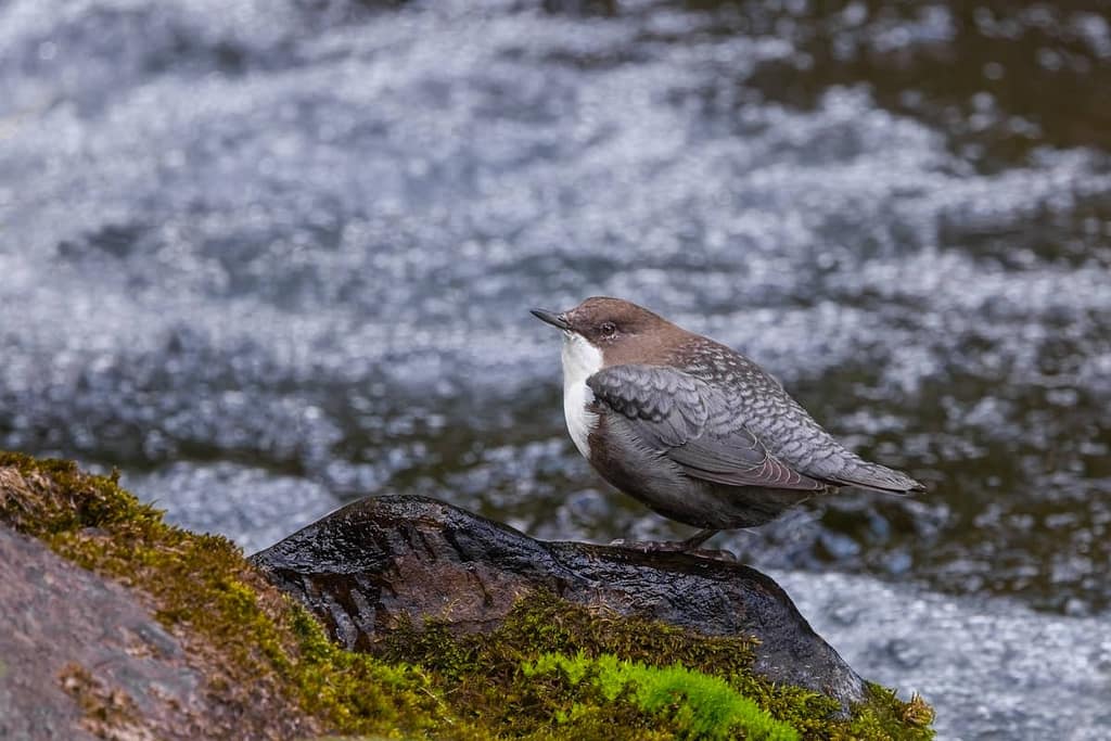 Cinclus cinclus, Waterspreeuw