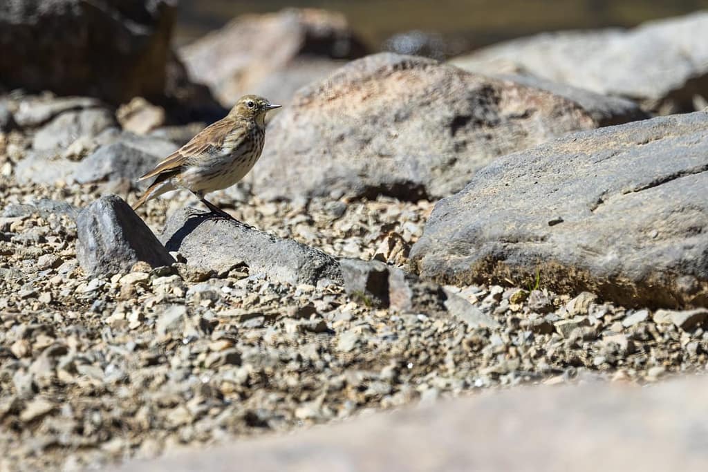 Anthus spinoletta, Waterpieper