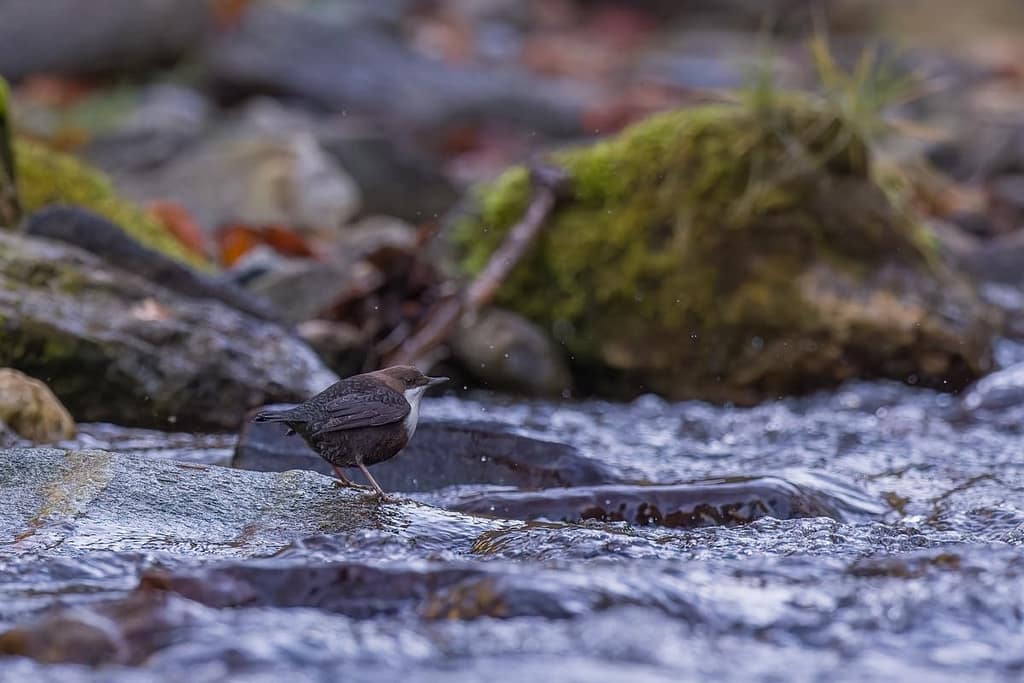 Cinclus cinclus, Waterspreeuw