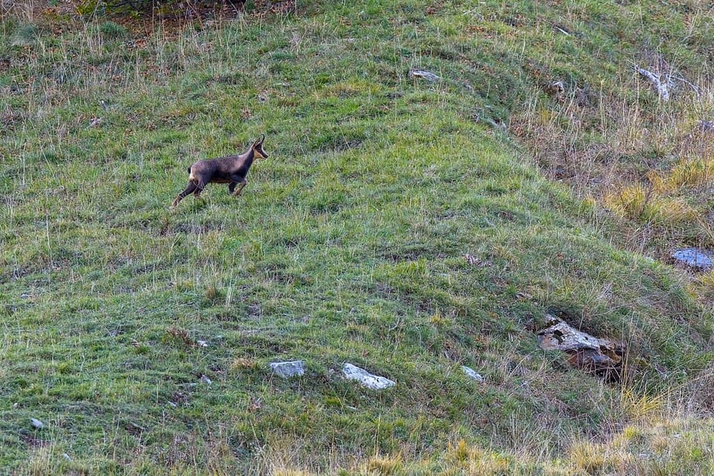 Rupicapra pyrenaica, Pyrenese gems