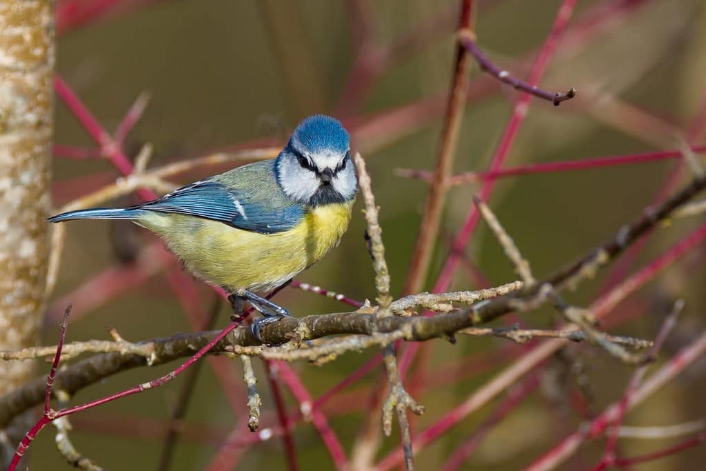 Cyanistes caeruleus, Pimpelmees