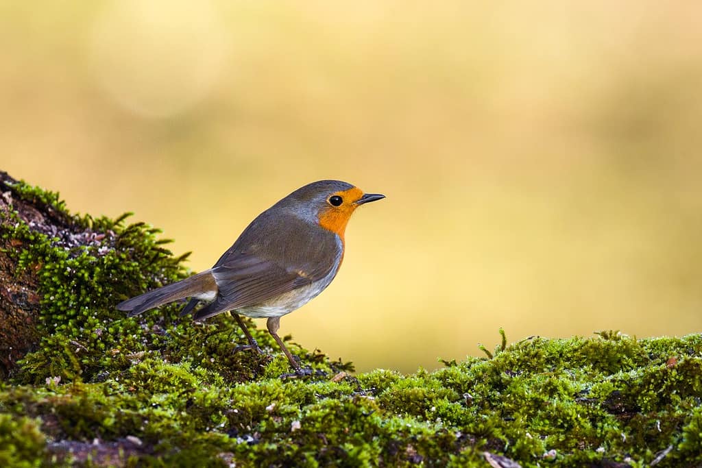 Erithacus rubecula, Roodborst