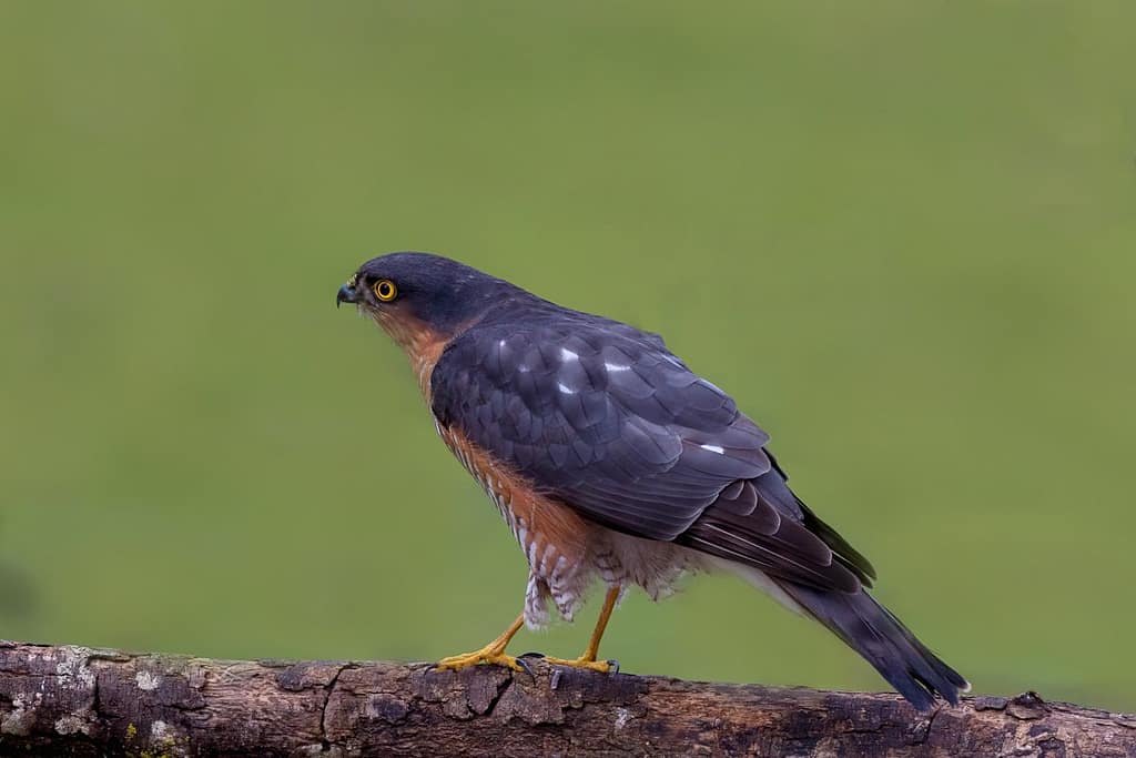 Accipiter nisus, Sperwer