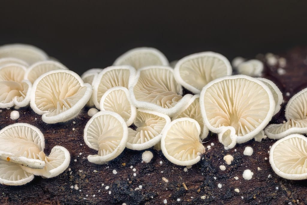 Crepidotus carpaticus
