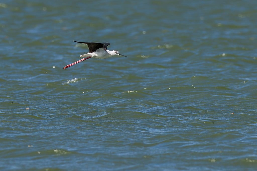 Himantopus himantopus, Steltkluut