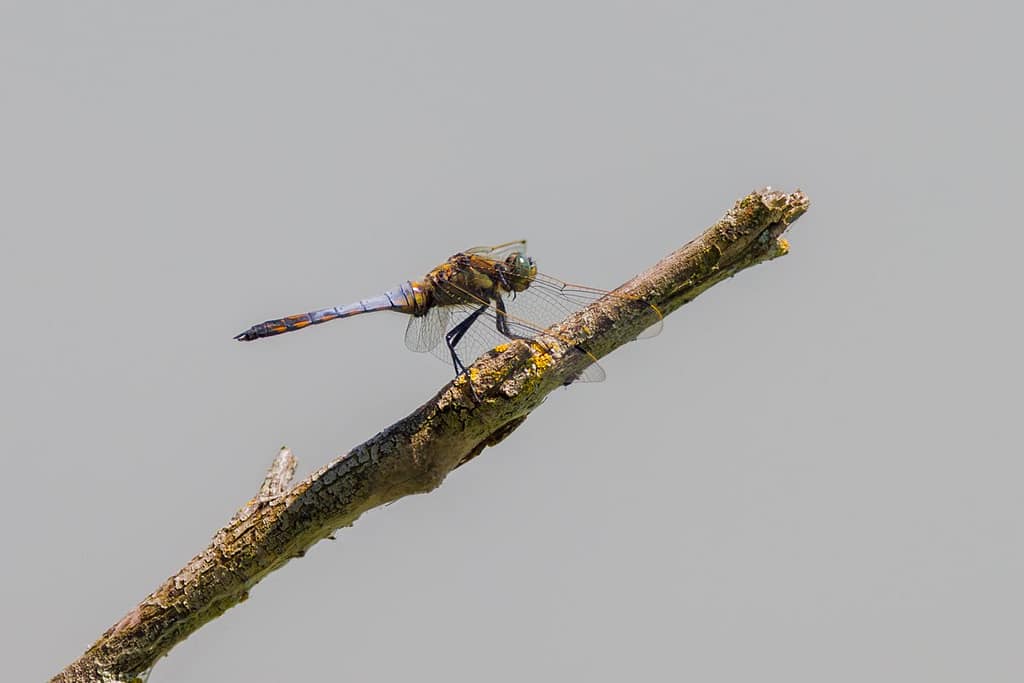 Orthetrum cancellatum.jpg, Gewone oeverlibel