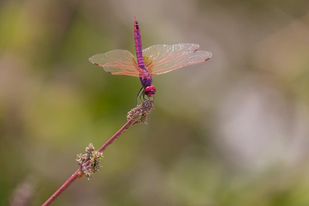 Trithemis annulata, Purperlibel