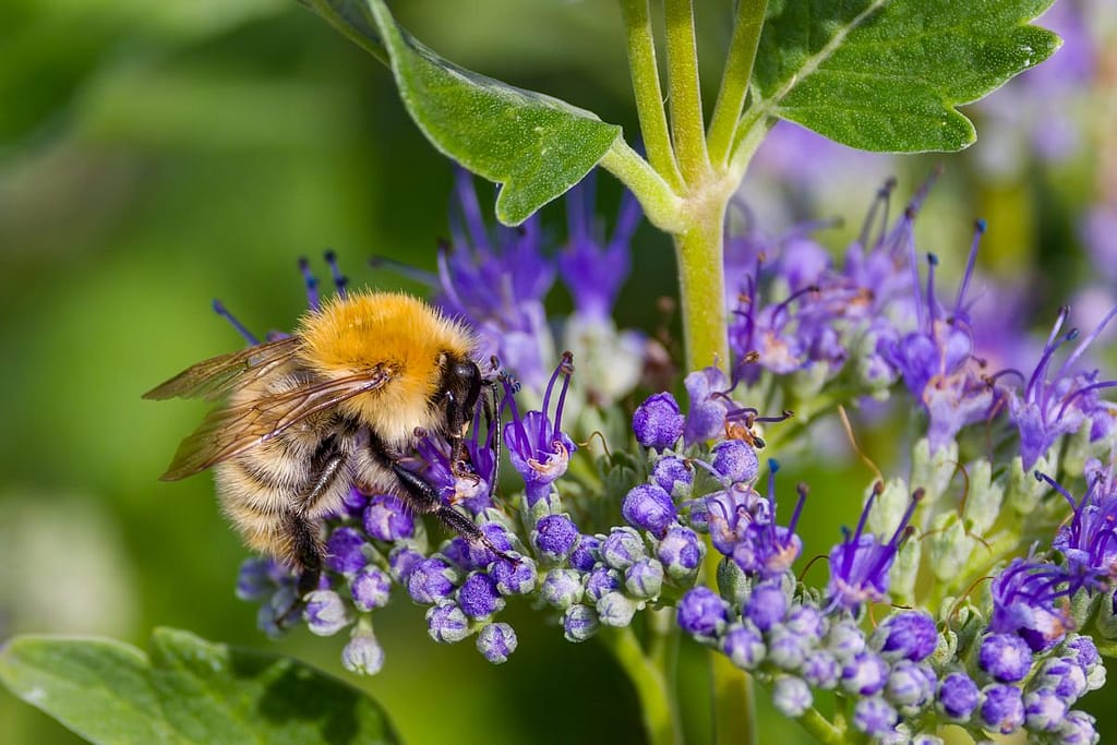 Bombus pascuorum, Akkerhommel