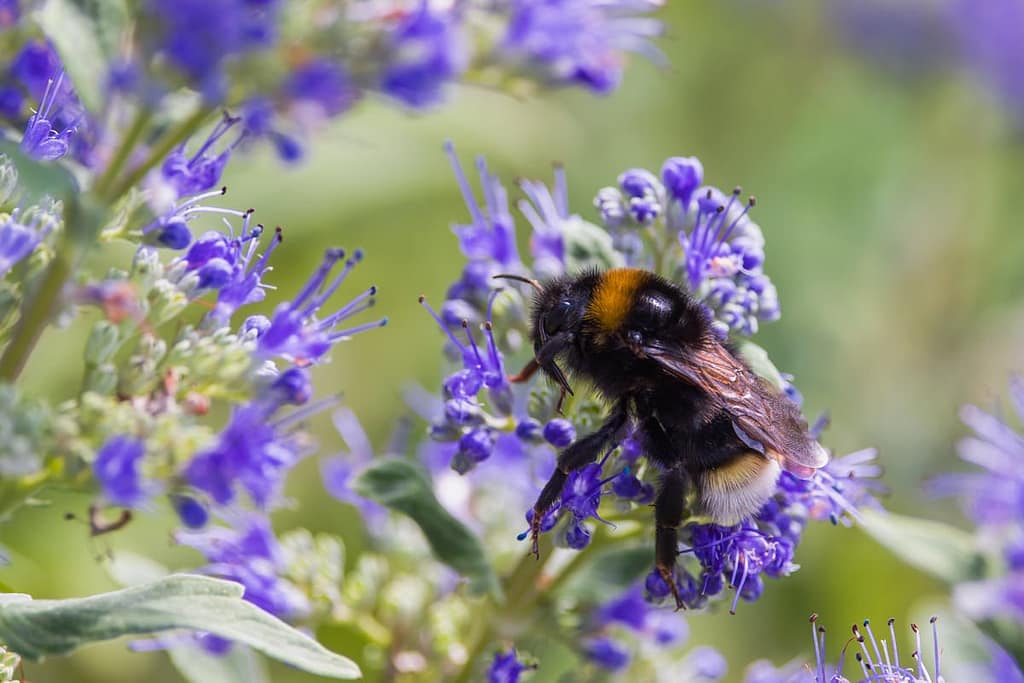 Bombus vestalis, Grote koekoekshommel