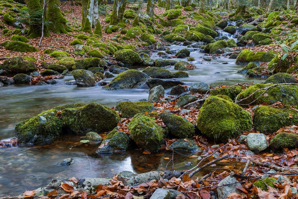 Ruisseau d'Eychouzé