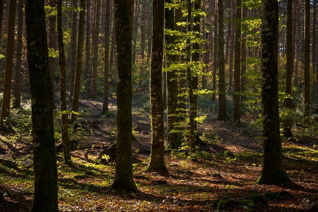 Forêt de la Rouge, Montagne Noir