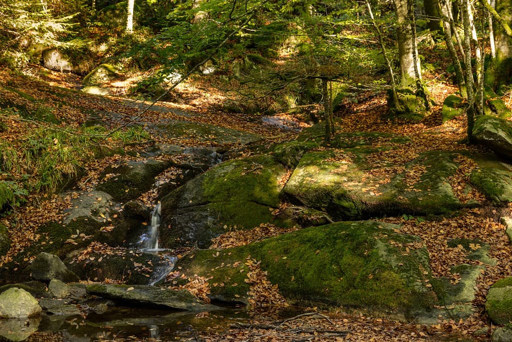Forêt de la Rouge, Montagne Noir