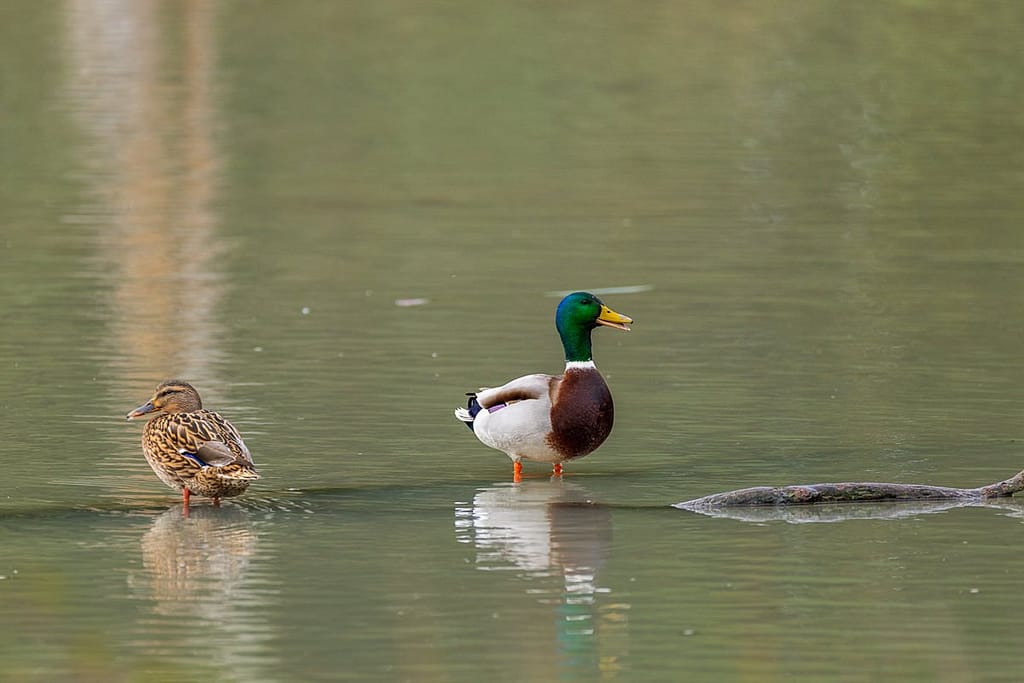 Anas platyrhynchos, Wilde eend