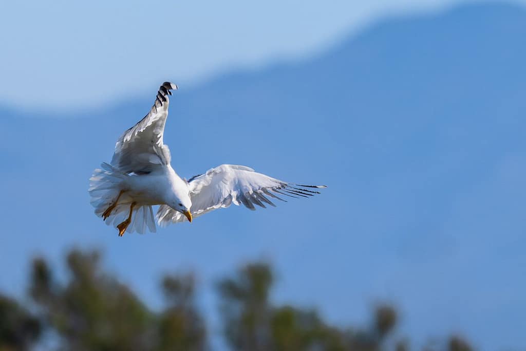 Larus michahellis, Geelpootmeeuw