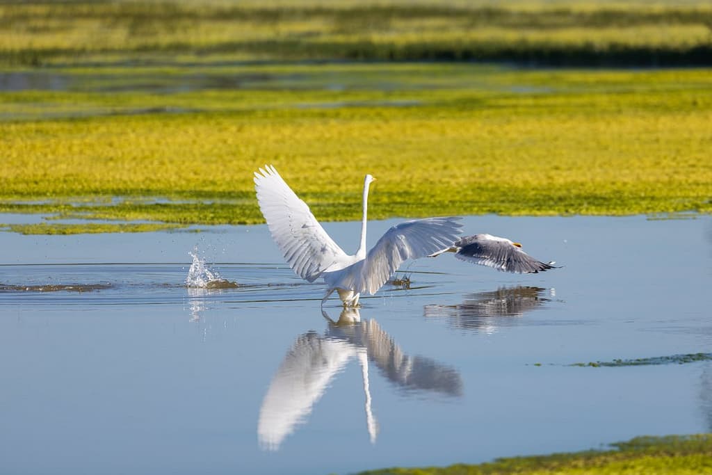 Ardea alba, Grote zilverreiger