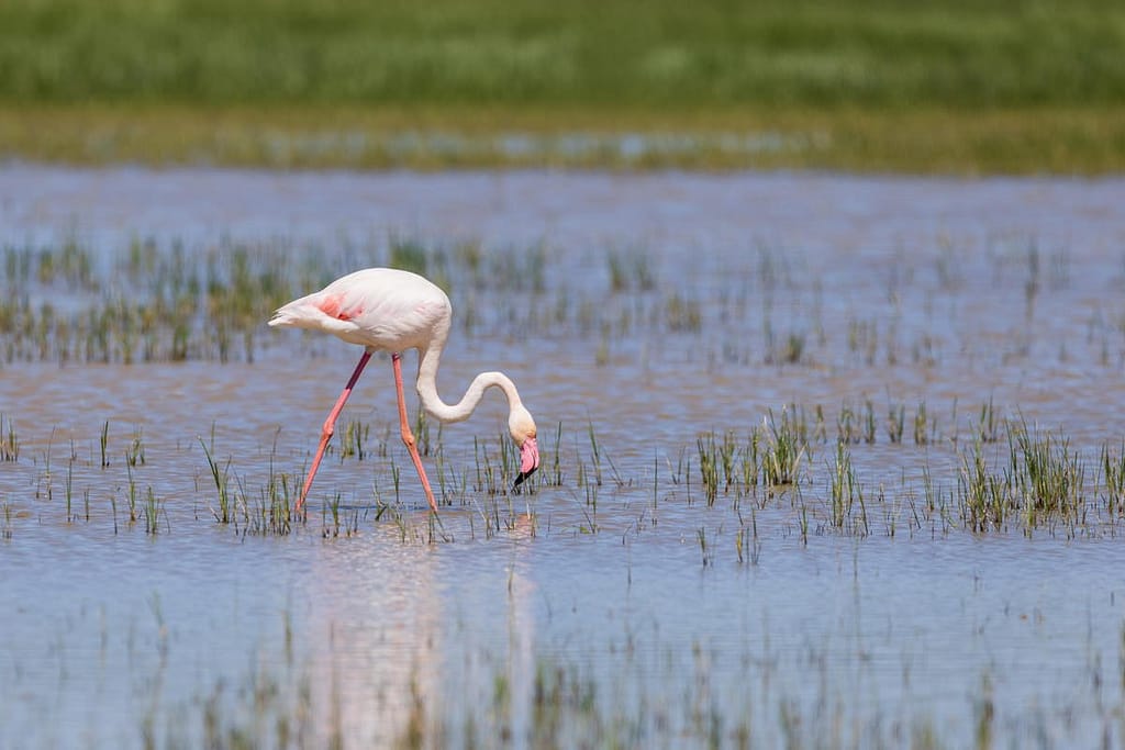 Phoenicopterus roseus, Flamingo