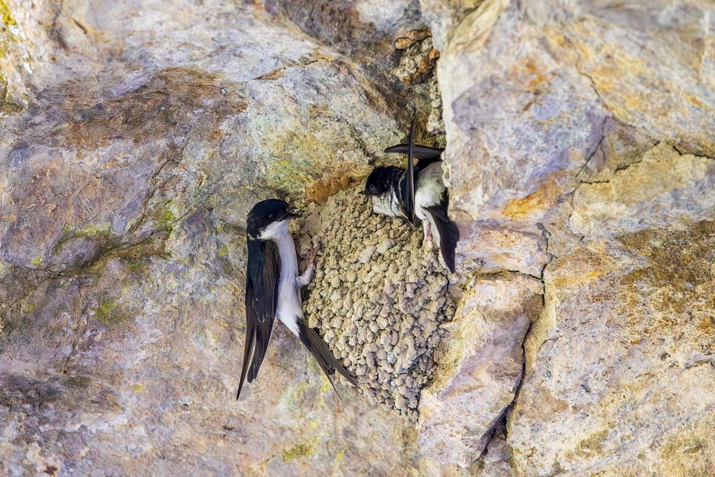 Delichon urbicum, Huiszwaluw