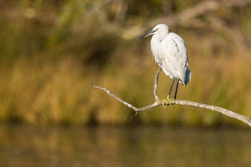 Egretta garzetta, kleine zilverreiger