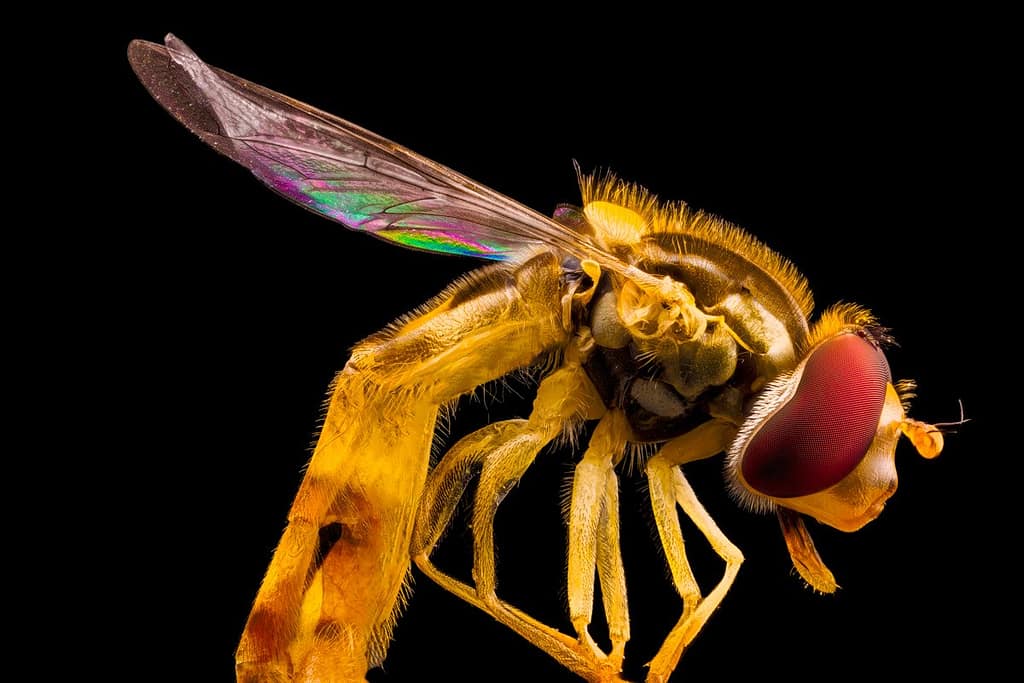 Episyrphus balteatus, Snorzweefvieg