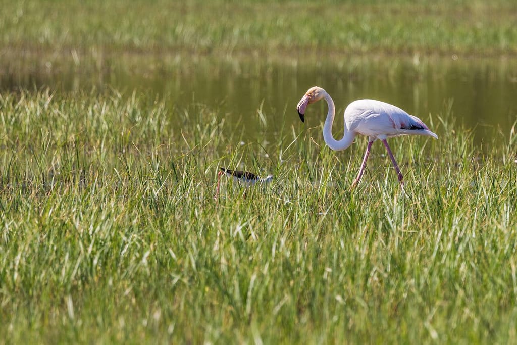 Phoenicopterus roseus, Flamingo