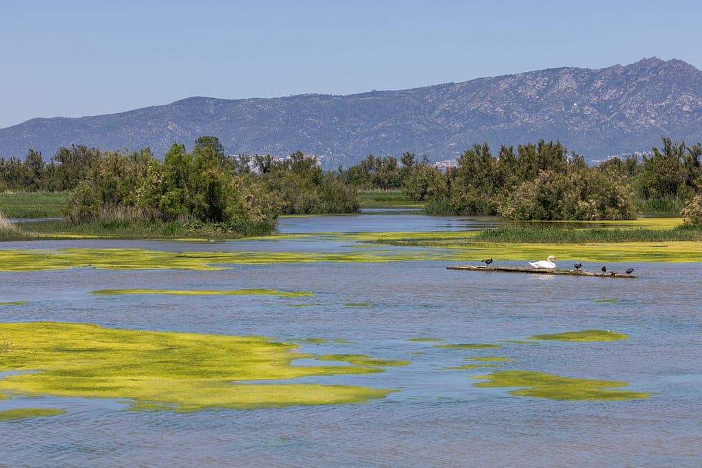 Natuurpark Aiguamolls de l’Empordà