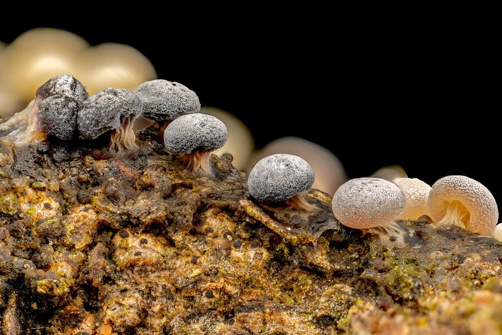 Didymium squamulosum, variabel kristalkopje ?