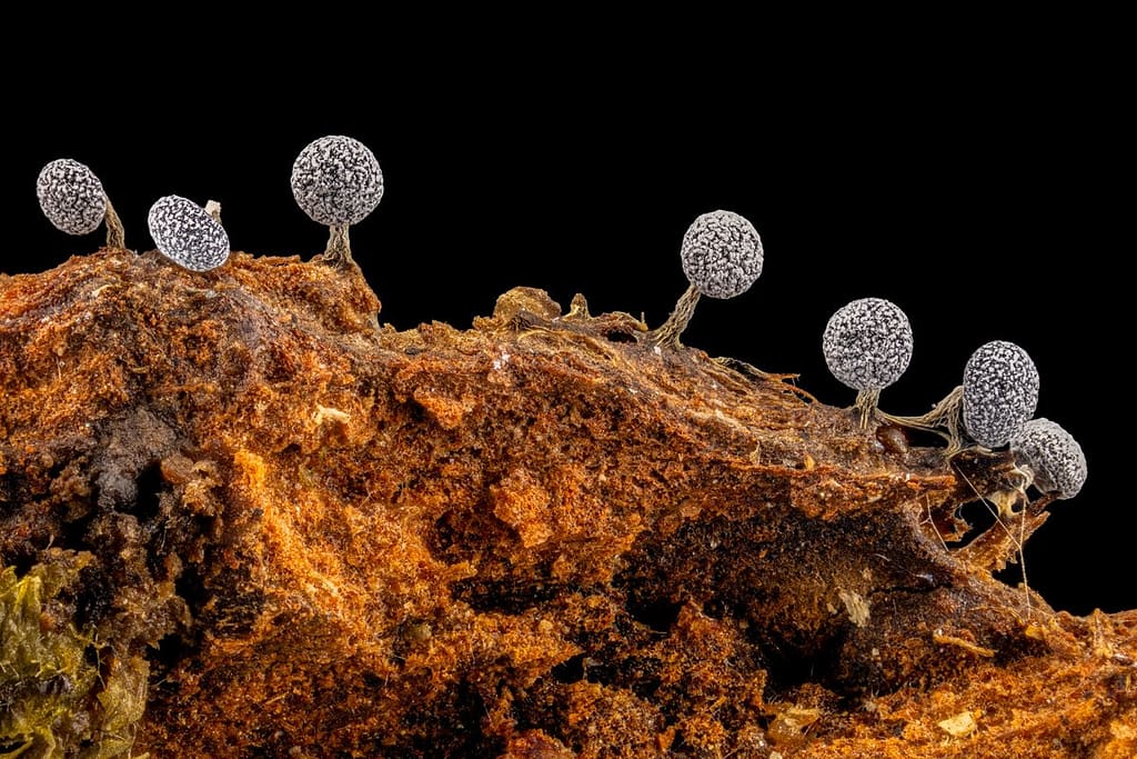 Physarum leucophaeum, grijswit kalkkopje
