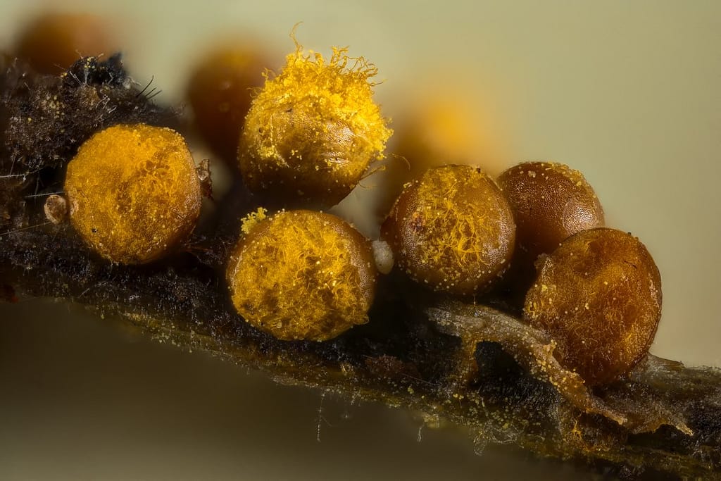 Trichia Varia, Fopdraadwatje