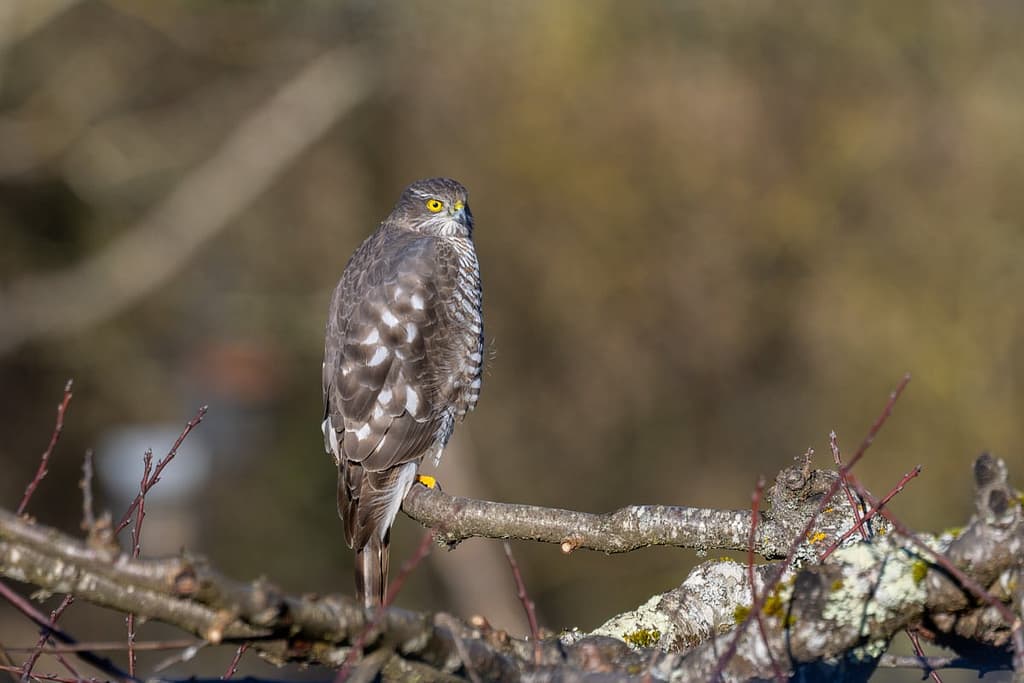 Accipiter nisus - Sperwer