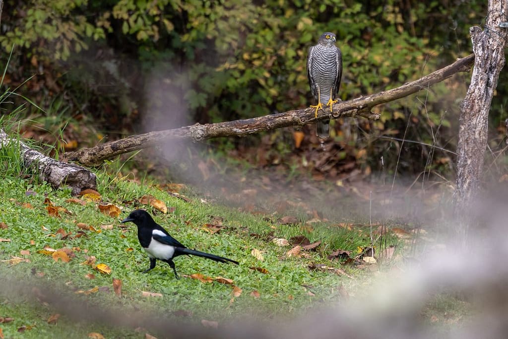 Accipiter nisus - Sperwer