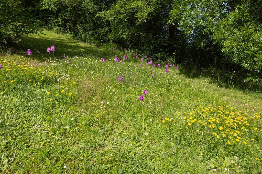 Anacamptis pyramidalis - Hondskruid