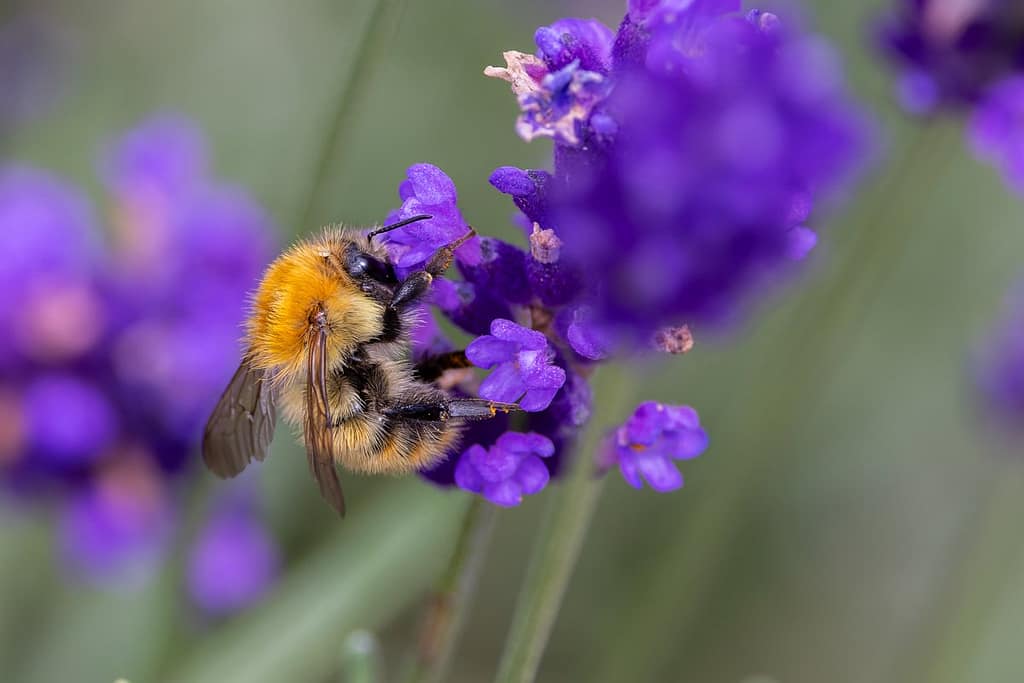 Bombus pascuorum - Akkerhommel
