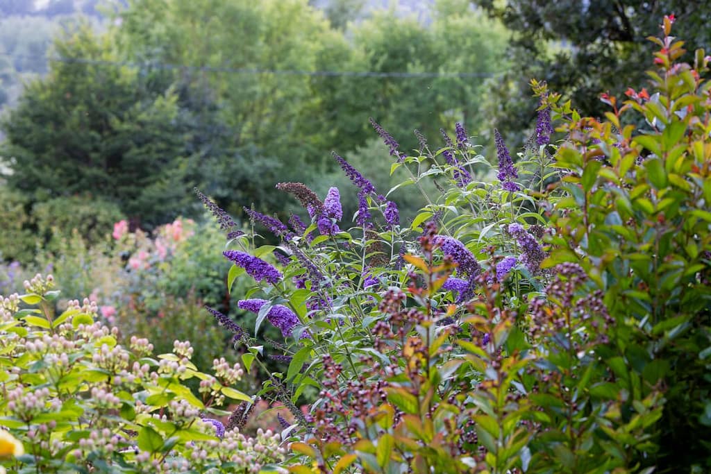 Buddleja davidii - Vlinderstruik