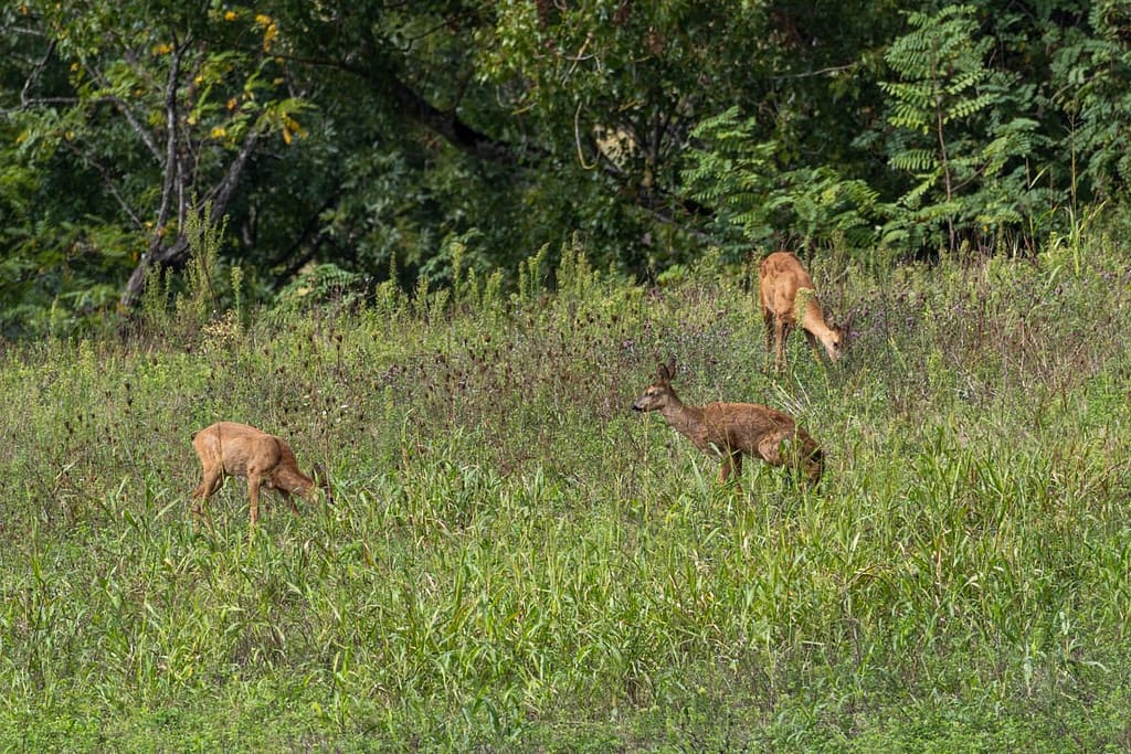 Capreolus capreolus - Ree