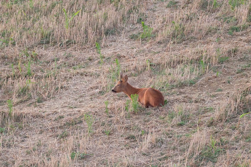 Capreolus capreolus - Ree