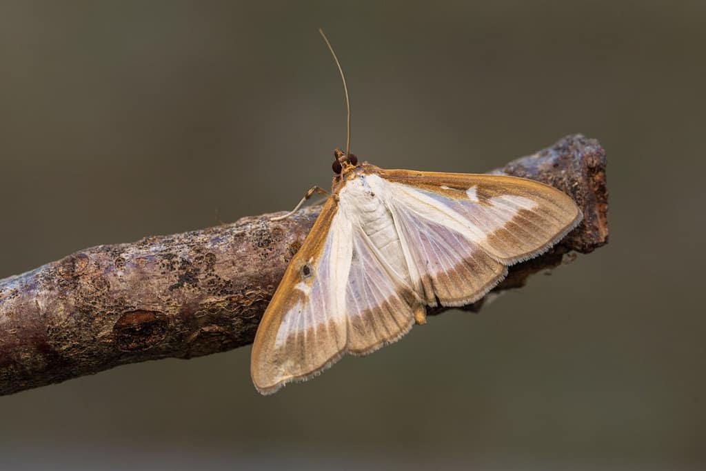 Cydalima perspectalis, Buxusmot