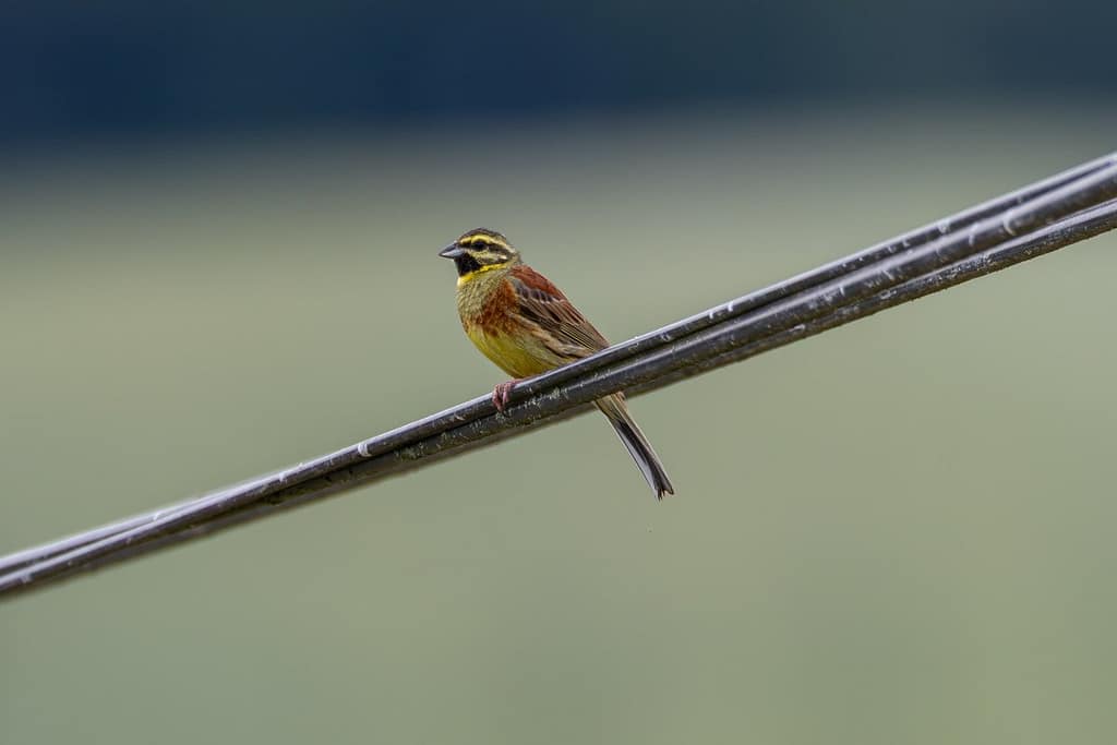 Emberiza cirlus - Cirlgors