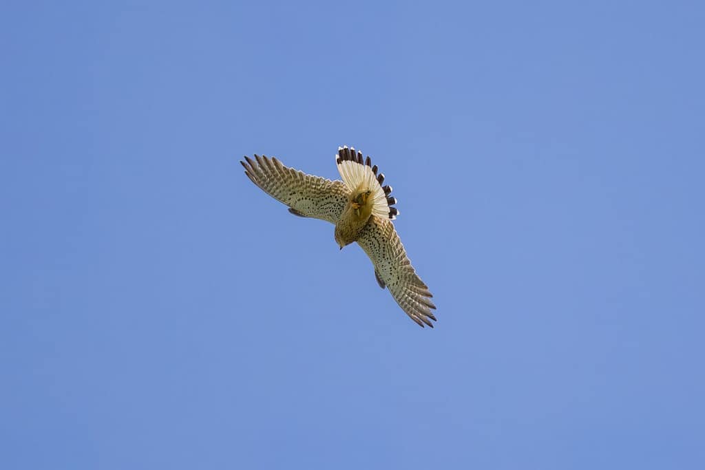 Falco tinnunculus - Torenvalk