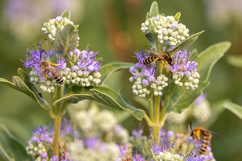 Halictus scabiosae - Breedbandgroefbij