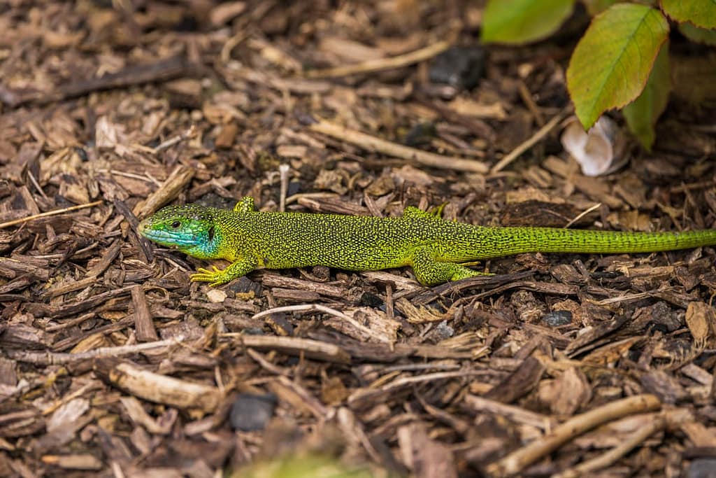 Lacerta bilineata - Westelijke smaragdhagedis