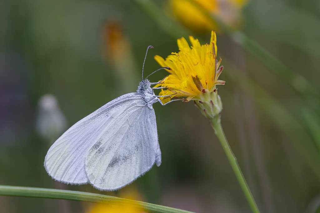 Leptidea sinapis - Boswitje