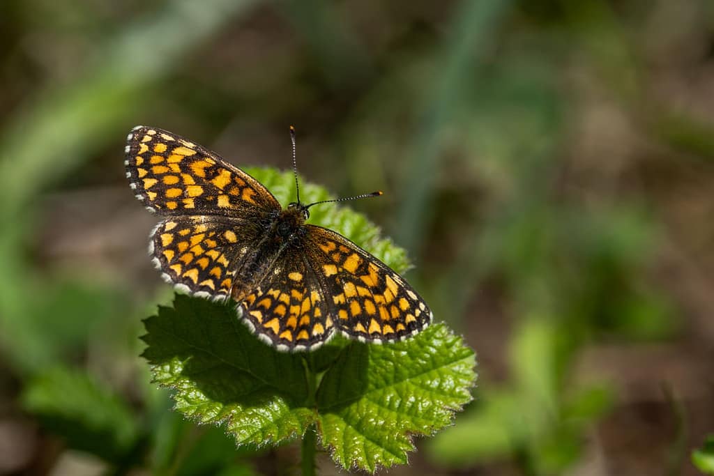 Melitaea athalia - Bosparelmoervlinder