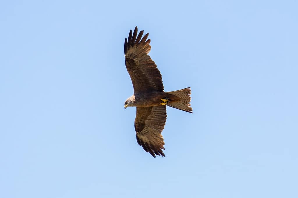 Milvus migrans - Zwarte wouw