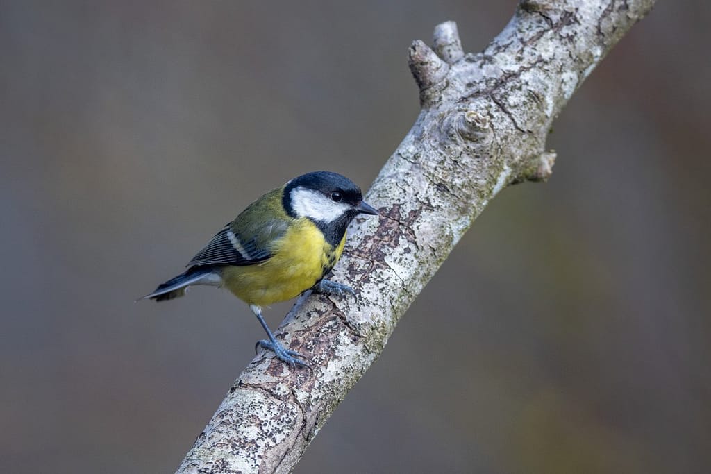 Parus major - Koolmees
