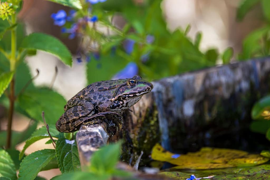 Pelophylax - Groene kikker